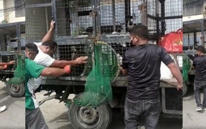 Cebu City vet office records increases in rabies cases.